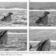 Illustration for article titled An Uplifting Dolphin Story. Literally.